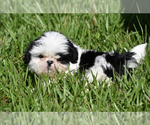 Small #5 Shih Tzu