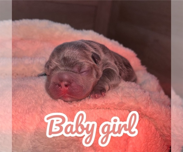 Medium Photo #2 French Bulldog Puppy For Sale in FRANKLIN, IN, USA