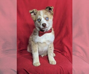 Pomsky Puppy for sale in EPHRATA, PA, USA