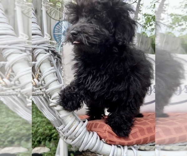 Medium Photo #8 ShihPoo Puppy For Sale in SOUTH ORANGE, NJ, USA