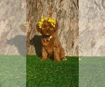 Small #4 Goldendoodle (Miniature)