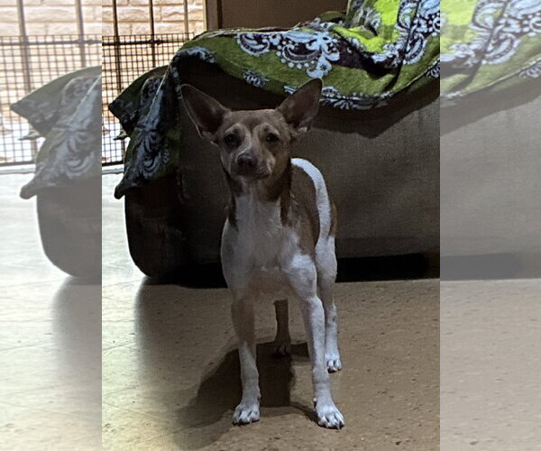 Medium Photo #3 Italian Greyhuahua Puppy For Sale in Apple Valley, CA, USA
