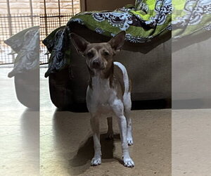 Petra - Female Italian Greyhuahua Dog for Adoption - Photo #3