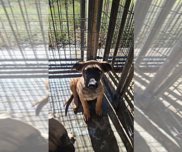 Medium Photo #34 German Shepherd Dog-Unknown Mix Puppy For Sale in Sebec, ME, USA