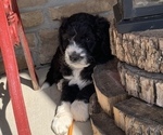 Small Photo #7 Aussiedoodle Puppy For Sale in CRAWFORDSVILLE, IN, USA
