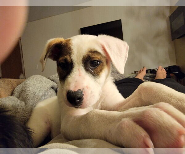 Medium Photo #1 Mutt Puppy For Sale in Wheaton, IL, USA