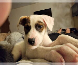 Mutt Dogs for adoption in Wheaton, IL, USA