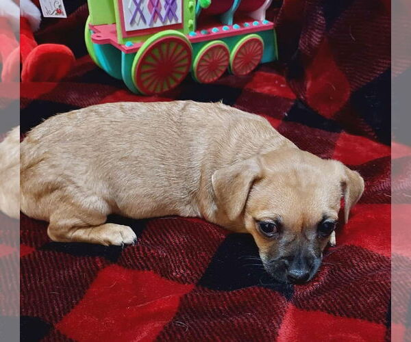 Medium Photo #4 Cairn Terrier-Unknown Mix Puppy For Sale in Arlington, WA, USA