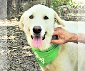 Great Pyrenees-Retriever  Mix Dogs for adoption in Godley, TX, USA