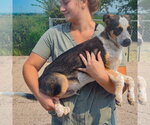 Small #1 Beagle-Red Heeler Mix