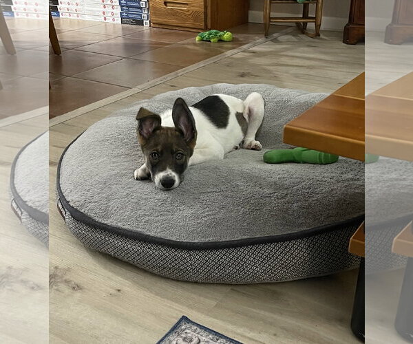 Medium Photo #4 Anatolian Shepherd-Unknown Mix Puppy For Sale in Davis, CA, USA