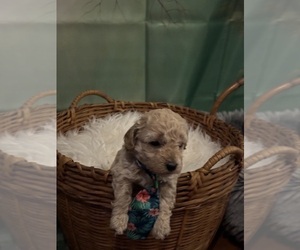 Poodle (Toy) Litter for sale in COVINGTON, GA, USA