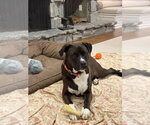 Small #12 Labrador Retriever Mix