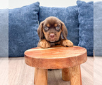 Small #1 Beaglier