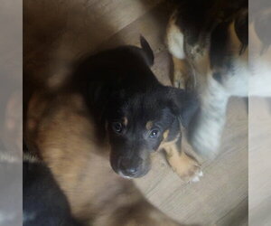 BRE Paws : Brent - Male Australian Shepherd-Unknown Mix Dog for Adoption - Photo #3