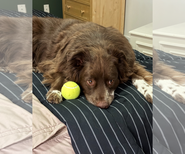 Medium Photo #9 Mutt Puppy For Sale in Sandy, UT, USA