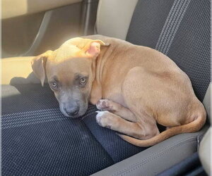 Nia - Female American Staffordshire Terrier-Unknown Mix Dog for Adoption - Photo #3