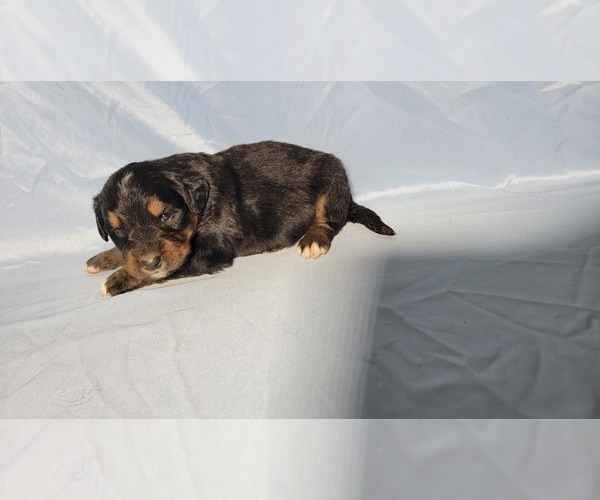 Medium Photo #33 Golden Mountain Dog Puppy For Sale in BLACK FOREST, CO, USA