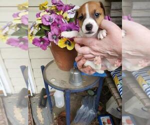 Jack Russell Terrier Puppy for Sale in BIRDSBORO, Pennsylvania USA