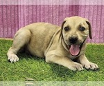 Small #1 Catahoula Leopard Dog