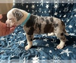 Puppy Azuri Alapaha Blue Blood Bulldog