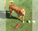 Small #2 Labrador Retriever Mix