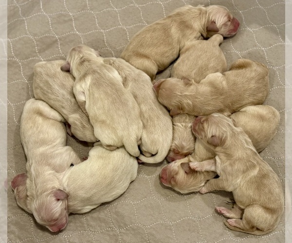 Medium Photo #1 Golden Retriever Puppy For Sale in CLARKSVILLE, TN, USA