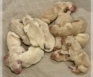 Golden Retriever Puppy for sale in CLARKSVILLE, TN, USA