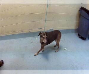 Mutt Dogs for adoption in Tulsa, OK, USA
