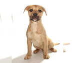 Small #1 French Bulldog-Siberian Husky Mix
