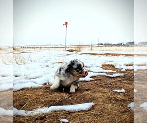Australian Cattle Dog Puppy for Sale in BRIGGSDALE, Colorado USA