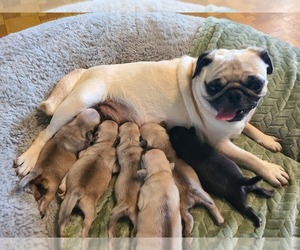 Pug Litter for sale in MANGHAM, LA, USA
