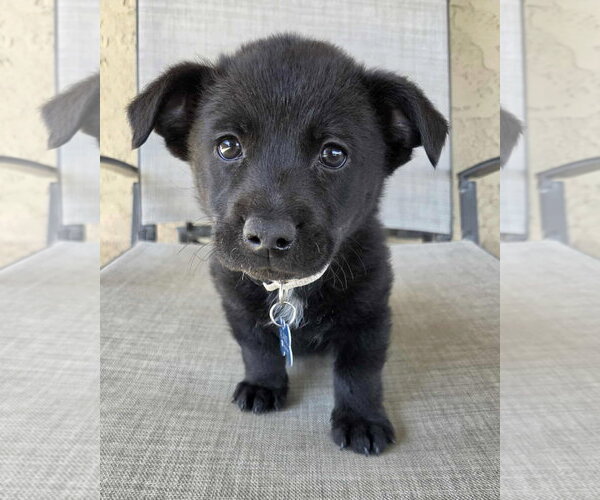 Medium Photo #8 Mutt Puppy For Sale in Corona, CA, USA