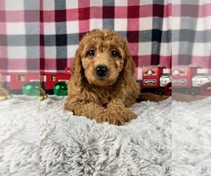 Goldendoodle (Miniature) Puppy for sale in GREENWOOD, IN, USA