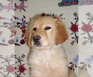 Golden Labrador-Poodle (Standard) Mix Puppy for sale in WEST GROVE, PA, USA