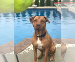 Small #2 American Pit Bull Terrier-Labrador Retriever Mix