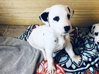 Small Photo #8 Dalmatian Puppy For Sale in ASHEBORO, NC, USA