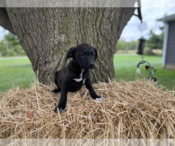 Medium Photo #2 Sheprador Puppy For Sale in CONVERSE, IN, USA