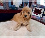 Puppy Female 3 Goldendoodle (Miniature)