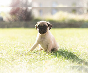 Pug Puppy for Sale in WARSAW, Indiana USA