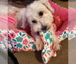 Small Photo #5 Maltese-Unknown Mix Puppy For Sale in Corona, CA, USA