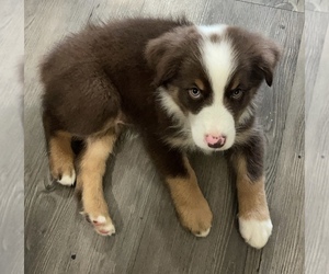 Australian Shepherd Puppy for sale in COLLEGE STA, TX, USA