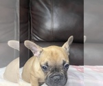 Small Photo #25 French Bulldog Puppy For Sale in CHESAPEAKE, VA, USA
