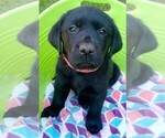 Small #1 Labrador Retriever