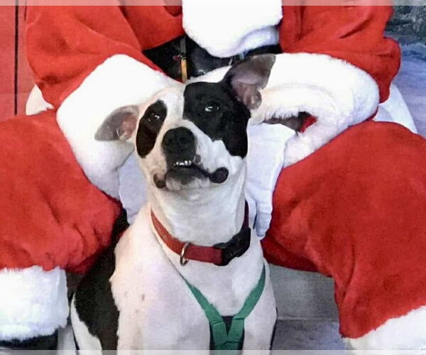 Medium Photo #21 American Pit Bull Terrier Puppy For Sale in Germantown, OH, USA