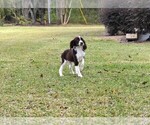 Small Photo #3 English Springer Spaniel Puppy For Sale in FITZGERALD, GA, USA