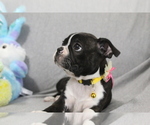Small Photo #5 Boston Terrier Puppy For Sale in BROOKSVILLE, FL, USA