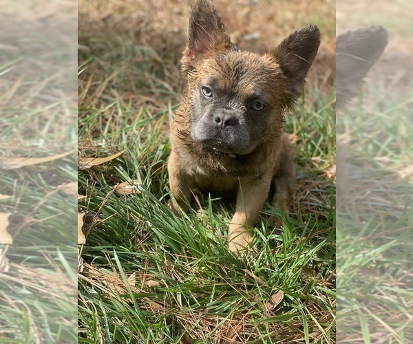 Medium Photo #7 French Bulldog Puppy For Sale in SNELLVILLE, GA, USA
