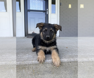 German Shepherd Dog Dog for Adoption in FRANKLIN, Indiana USA