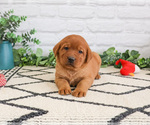 Small #2 Labrador Retriever